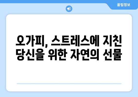 오가피 추출물의 놀라운 항스트레스 효과| 스트레스 관리의 새로운 지혜 | 오가피, 스트레스 해소, 건강 관리