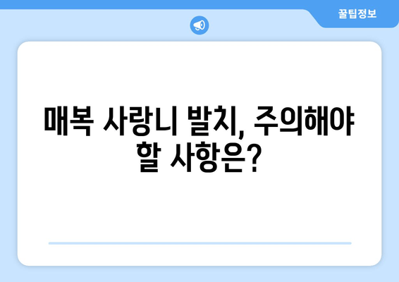 매복사랑니 발치 고민 해결! 필수 지침과 주의사항 | 사랑니, 발치, 통증, 회복, 팁