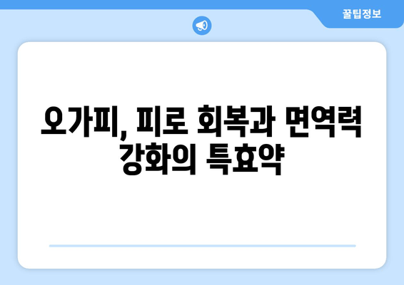 만성 피로 증후군 극복을 위한 오가피 추출물의 효능과 활용법 | 피로 회복, 면역력 강화, 오가피 효능