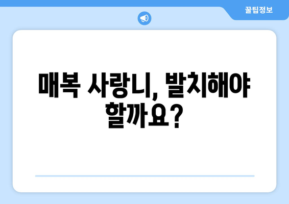 매복사랑니 발치 고민 해결! 필수 지침과 주의사항 | 사랑니, 발치, 통증, 회복, 팁